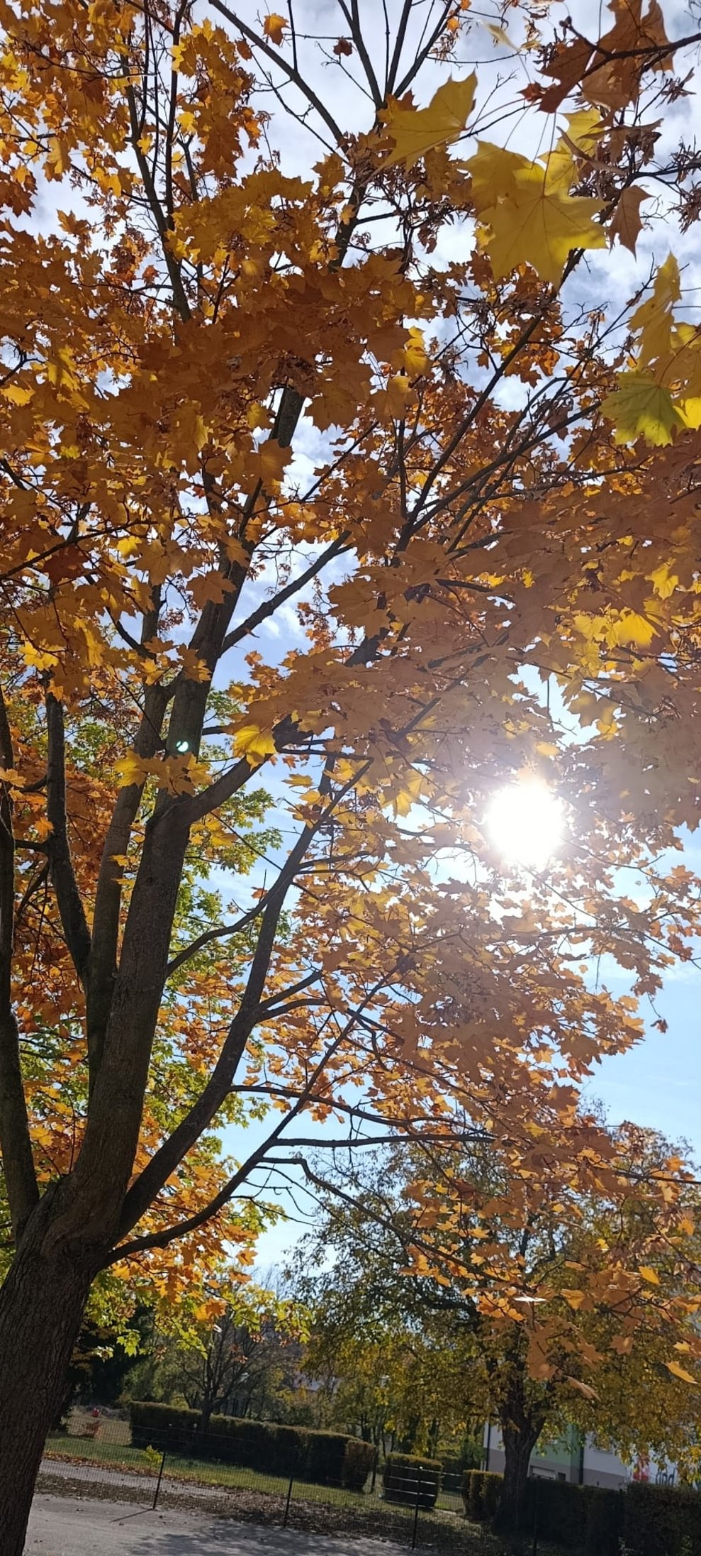 Sonne scheint durch das Herbstlaub vom Baum.