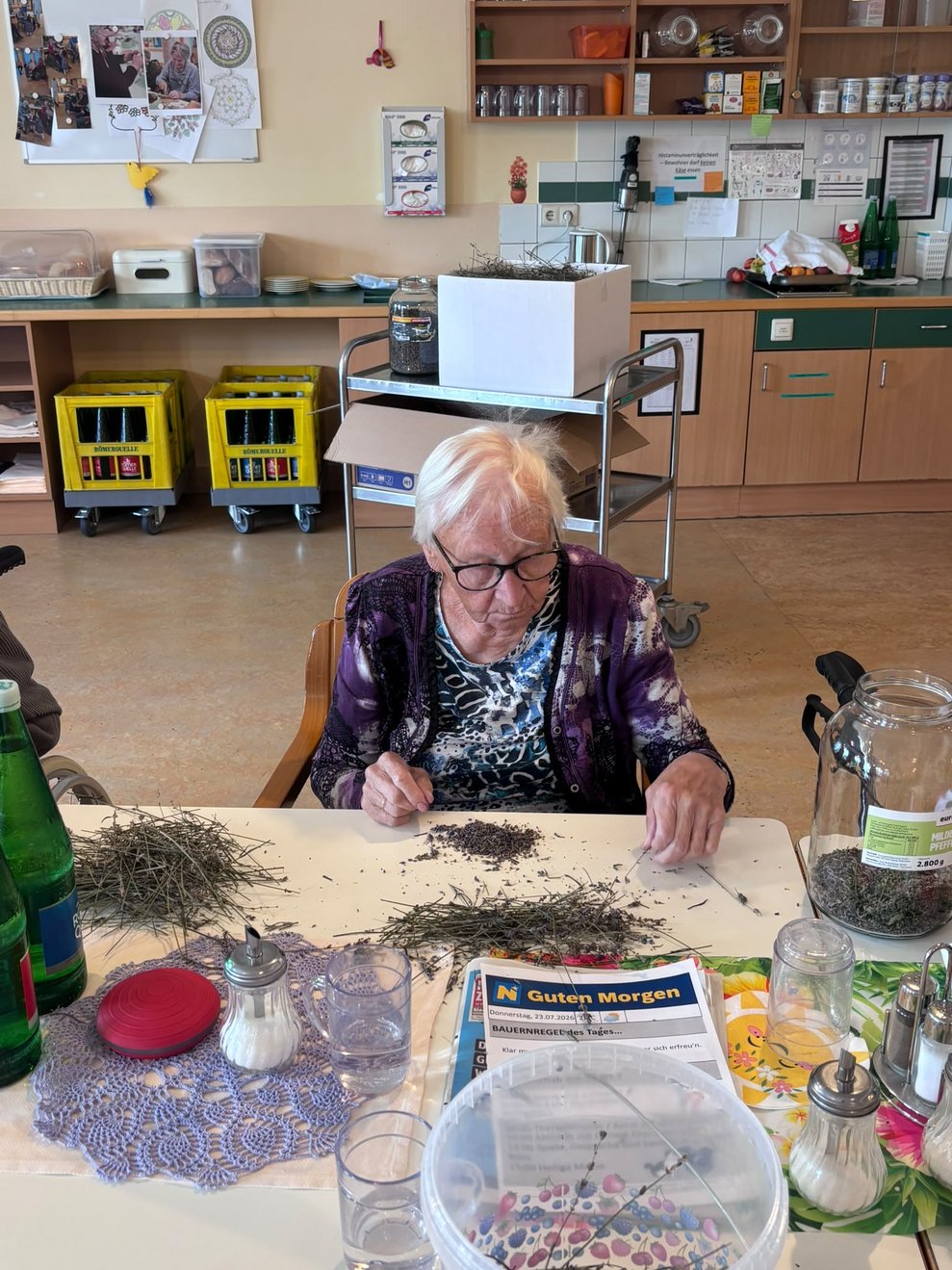 Bewohnerin rebelt Lavendel ab.