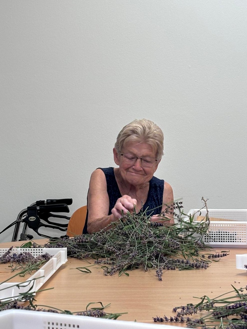 Bewohnerin rebelt Lavendel ab.