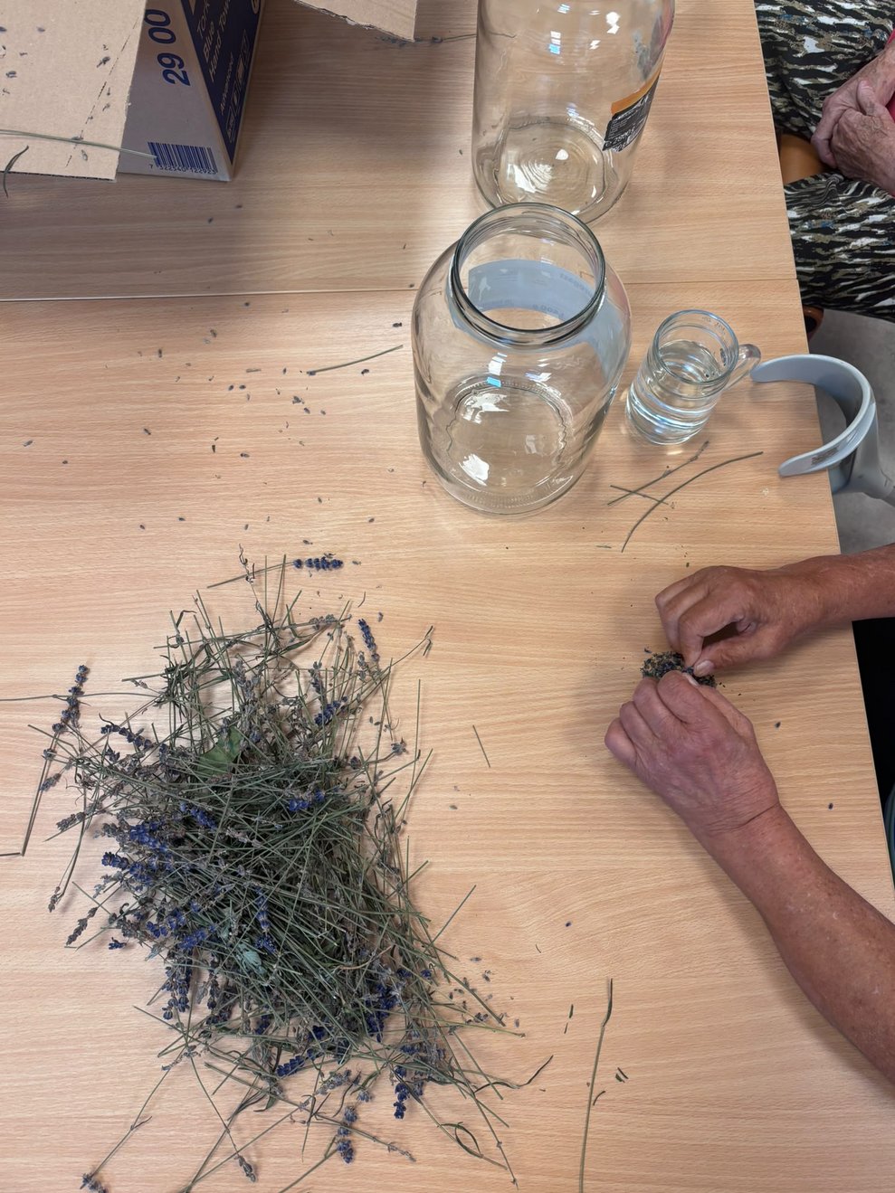 Hände rebeln Lavendel ab. Lavendel liegt auf Tisch. Großes Glas steht auf Tisch.