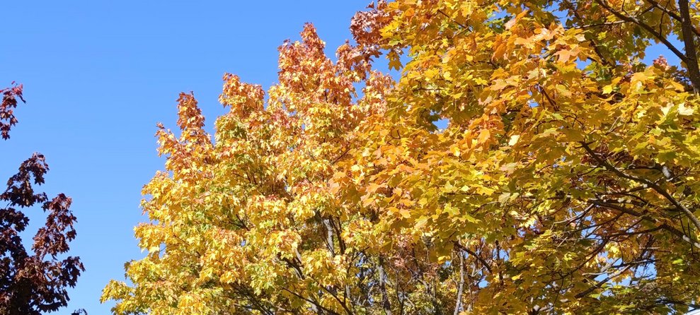 Blätter herbstlich gefärbt auf Baum.