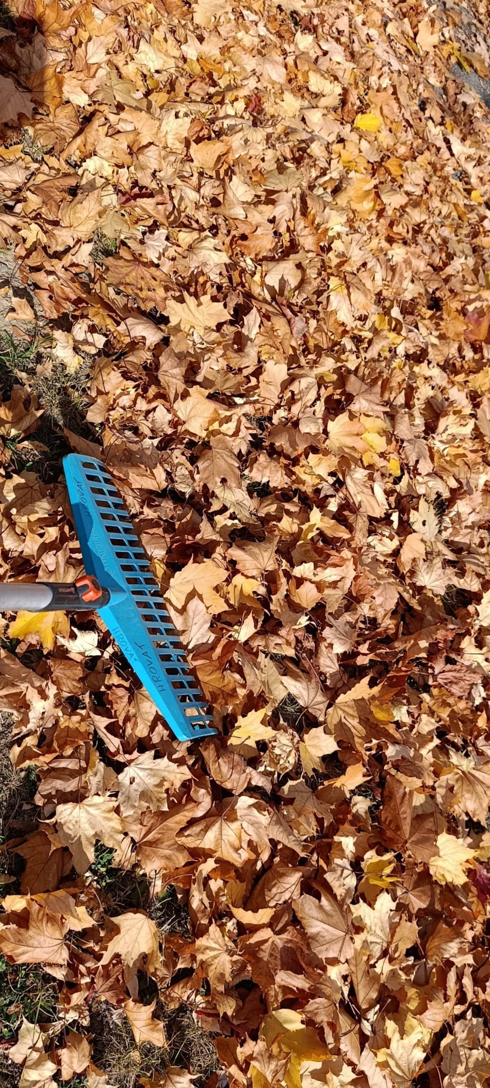 Laub auf Boden. Rechen steckt im Laub.